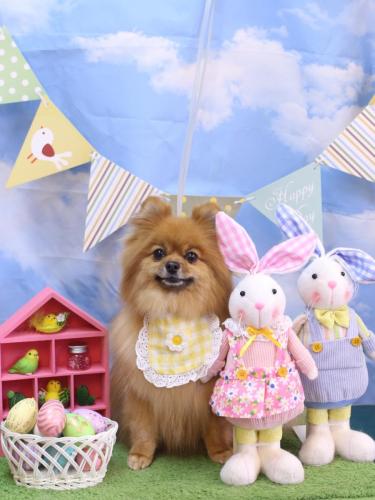 20240319ルルちゃん